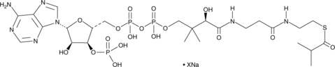 Isobutyryl-Coenzyme A (sodium salt) (Isobutyryl-CoA)