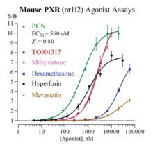 Mouse Pregnane X Receptor Reporter Assay System (NR1I2, PXR, SXR)