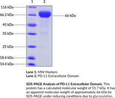 PD-L1 Extracellular Domain (human, recombinant) (B7-H1, CD274, PDCD1 Ligand 1, Programmed Cell Death 1 Ligand 1)