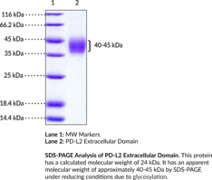 PD-L2 Extracellular Domain (human, recombinant) (B7-DC, CD273, PDCD1 Ligand 2, Programmed Cell Death 1 Ligand 2)