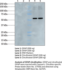 Citrullinated GFAP (human, recombinant)