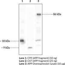 APP (C99 Fragment) (C-Term) Polyclonal Antibody (ABPP, Alzheimer's Disease Amyloid Protein, Amyloid-β A4 Protein, Amyloid Precursor Protein, APPI, Cerebral Vascular Amyloid Peptide, β C-terminal Fragment, βCTF, CVAP, PN-II, PreA4, Protease Nexin-II)