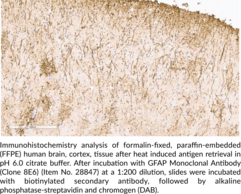 GFAP Monoclonal Antibody (Clone 8E6)