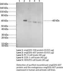 smgGDS-607 Monoclonal Antibody (Clone 4D6)