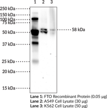 FTO (human) Monoclonal Antibody (Clone 6B6) (Fat Mass- and Obesity-associated Protein, α-Ketoglutarate-dependent Dioxygenase FTO)