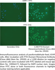 FTO (human) Monoclonal Antibody (Clone 6B6)