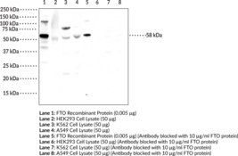 FTO (human) Polyclonal Antibody (Fat Mass- and Obesity-associated Protein, α-Ketoglutarate-dependent Dioxygenase FTO)