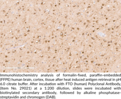 FTO (human) Polyclonal Antibody