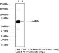 METTL16 Monoclonal Antibody (Clone 4C9) (N6-Adenosine-methyltransferase METTL16, EC 2.1.1.346, EC 2.1.1.62, Methyltransferase-like Protein 16, Methyltransferase 10 Domain-containing Protein, Putative Methyltransferase METT10D, U6 snRNA Methyltransferase METT10D, U6 Small Nuclear RNA (adenine-(43)-N(6))-Methyltransferase)