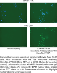 METTL16 Monoclonal Antibody (Clone 4C9)