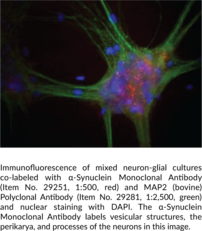 α-Synuclein Monoclonal Antibody