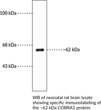 COBRA1 Monoclonal Antibody