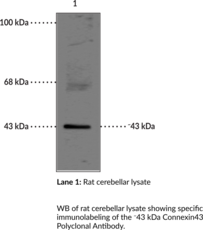 Connexin43 Polyclonal Antibody