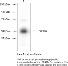 c-Fos Monoclonal Antibody (AP-1 Transcription Factor Subunit, FBJ Murine Osteosarcoma Viral Oncogene Homolog, Fos Proto-oncogene, Proto-oncogene c-Fos)