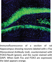 c-Fos Monoclonal Antibody