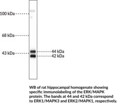 ERK/MAPK Polyclonal Antibody (MAP Kinase, Mitogen-activated Protein Kinase)