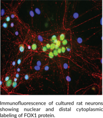 FOX1 Monoclonal Antibody