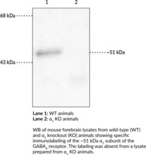 GABAAReceptor alpha1Subunit Polyclonal Antibody