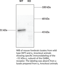 GABAAReceptor alpha1Subunit (N-Term) Polyclonal Antibody