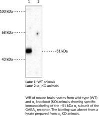GABAAReceptor alpha2Subunit Polyclonal Antibody
