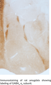 GABAA Receptor α3 Subunit (N-Term) Polyclonal Antibody