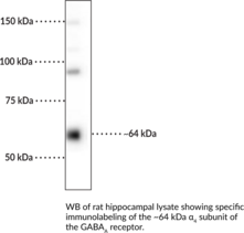 GABAAReceptor alpha4Subunit Polyclonal Antibody