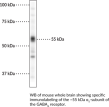 GABAAReceptor alpha5Subunit Polyclonal Antibody