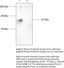 GABAA Receptor α6 Subunit Polyclonal Antibody (γ-Aminobutyric Acid Receptor Subunit α6, γ-Aminobutyric Acid (GABA) A Receptor, α6, GABAA Receptor Subunit α6)