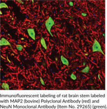 MAP2 (bovine) Polyclonal Antibody