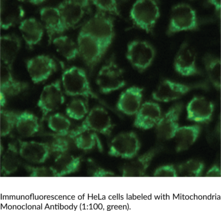 Mitochondria Monoclonal Antibody