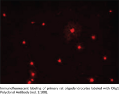 Olig1 Polyclonal Antibody
