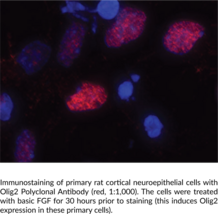 Olig2 Polyclonal Antibody