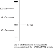 VMAT2 (C-Term) Polyclonal Antibody