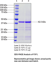 FSP1 (human, recombinant) (AIFM2, Apoptosis-inducing Factor Homologous  Mitochondrion-associated Inducer of Death, Apoptosis-inducing Factor  Mitochondria-associated 2, Ferroptosis Suppressor Protein 1, p53-Responsive  Gene 3 Protein, PRG3)
