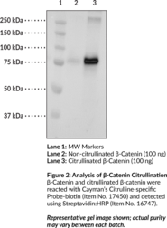 Citrullinated β-Catenin (human, recombinant)