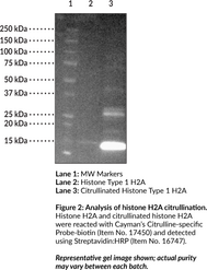 Citrullinated Histone H2A Type 1 (human, recombinant)
