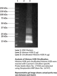 Citrullinated Histone H2B (human, recombinant)