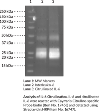 Citrullinated Interleukin-6 (human, recombinant)