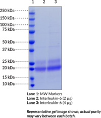 Interleukin-6 (human, recombinant) (B Cell Stimulatory Factor 2, BSF-2, CDF, CTL Differentiation Factor, HGF, HSF, Hybridoma Growth Factor, IFN-β-2, Interferon β-2, IL-6)