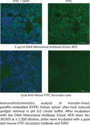 DNA Monoclonal Antibody (Clone 4E9)