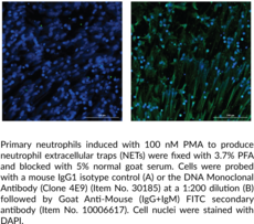 DNA Monoclonal Antibody (Clone 4E9)