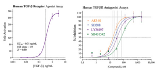 Human Transforming Growth Factor Beta Receptors I/II Reporter Assay System (TGFβR)