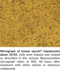 Expression Profiling of Clinically Relevant CYPs Utilizing upcyte® Hepatocytes Assay Kit
