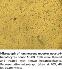 In vitro Screening for Drug-Induced Hepatotoxicity using upcyte® Hepatocytes Hepatotoxicity Assay