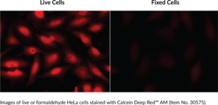 チ*ス様 H2-11 psa10 チ*ス様 H2-11 psa10 トレーディングカード