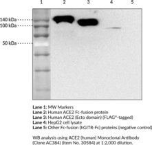 ACE2 (human) Monoclonal Antibody (Clone AC384) (ACE-related Carboxypeptidase, ACEH, Angiotensin-converting Enzyme 2, Angiotensin-converting Enzyme Homolog, Metalloprotease MPROT15)