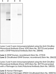 Anti-Citrulline Monoclonal Antibody (Clone 1D9)
