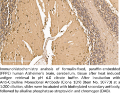 Anti-Citrulline Monoclonal Antibody (Clone 1D9)