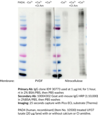 Anti-Citrulline Monoclonal Antibody (Clone 1D9)
