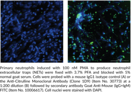 Anti-Citrulline Monoclonal Antibody (Clone 1D9)